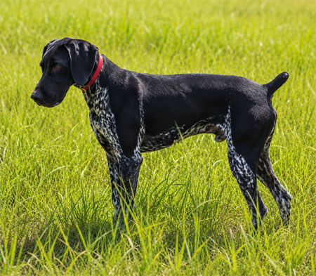 German Shorthair Hunting Dog For Sale
