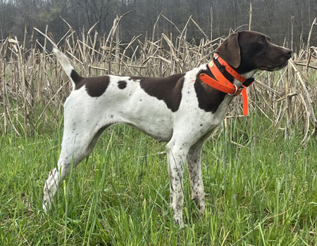 German Shorthair Hunting Dog For Sale