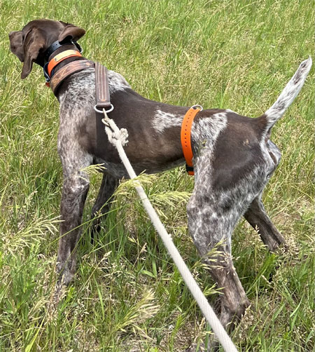 Male German Shorthair Hunting Dog For Sale