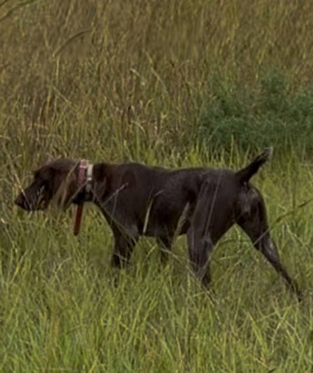 German Shorthair Hunting Dog For Sale