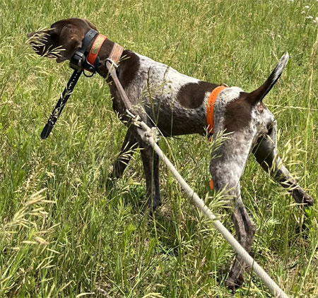 Female German Shorthair Hunting Dog For Sale