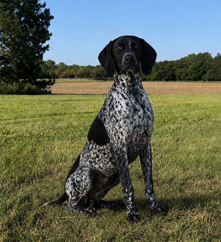 German Shorthair Hunting Dog For Sale