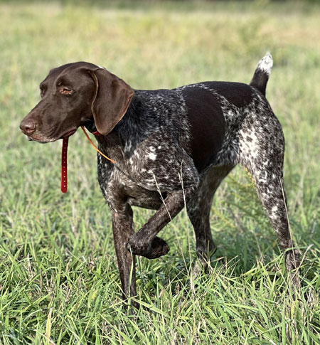 German Shorthair Dogs For Sale Outback Kennels