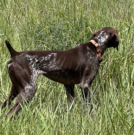 German Shorthair Hunting Dog For Sale