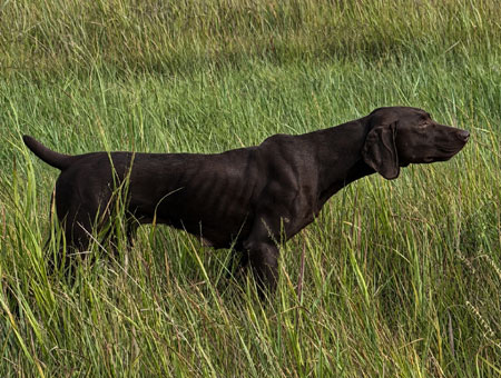 German Shorthair Hunting Dog For Sale