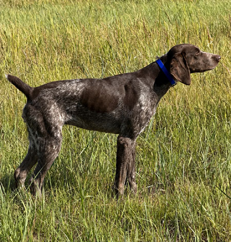 German Shorthair Hunting Dog For Sale