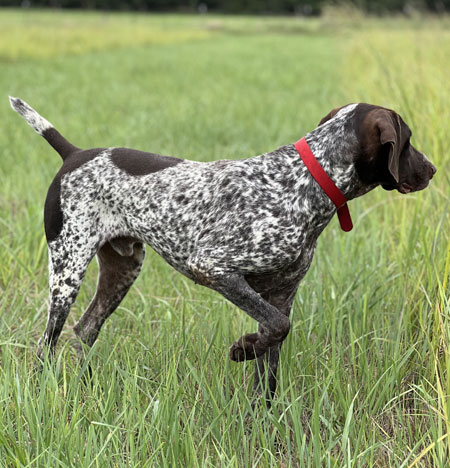 German Shorthair Hunting Dog For Sale