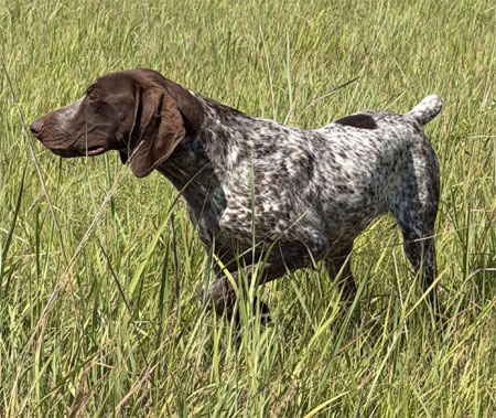 German Shorthair Hunting Dog For Sale