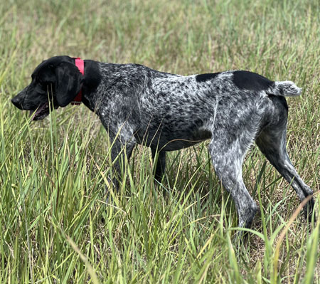 German Shorthair Hunting Dog For Sale
