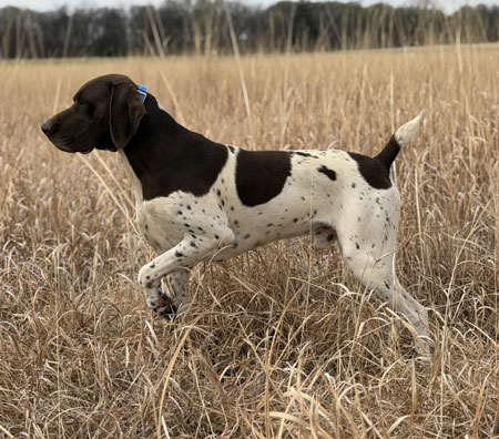 German Shorthair Hunting Dog For Sale