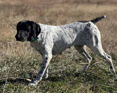 German Shorthair Dogs For Sale Outback Kennels