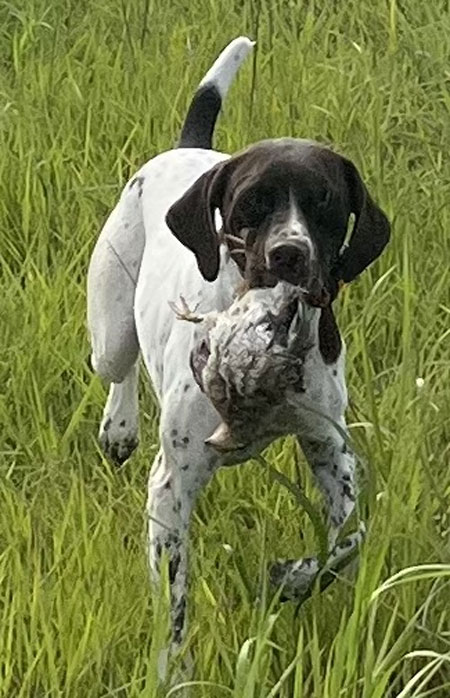 Female German Shorthaired Pointer Hunting Dog for Sale