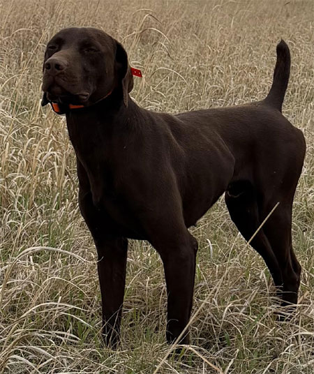 German Shorthair Hunting Dog For Sale
