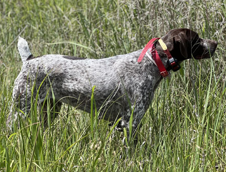 German Shorthair Hunting Dog For Sale