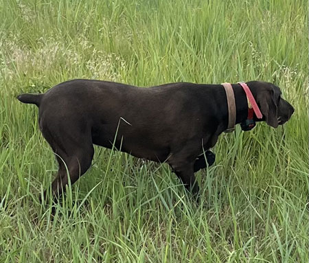 German Shorthair Hunting Dog For Sale
