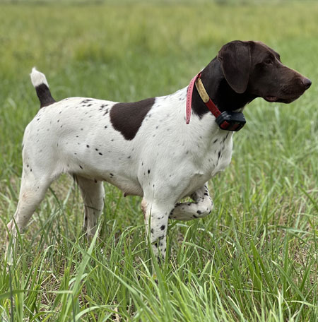 German Shorthair Hunting Dog For Sale
