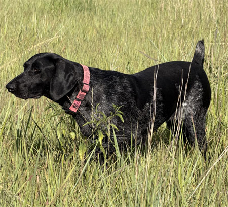 German Shorthair Hunting Dog For Sale
