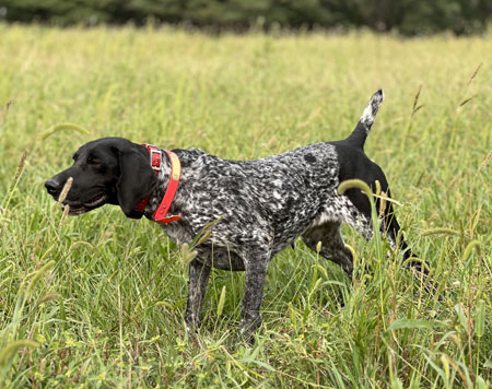 Femaile German Shorthair Hunting Dog For Sale