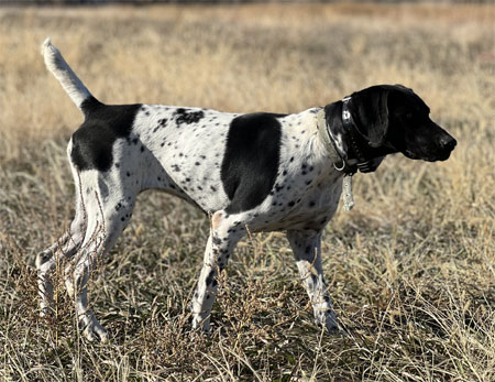 German Shorthair Dogs For Sale Outback Kennels