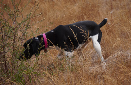 Female German Shorthaired Pointer Hunting Dog for Sale