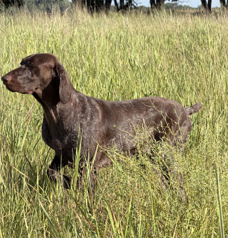 German Shorthair Hunting Dog For Sale
