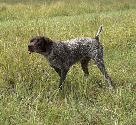 German Shorthair Hunting Dog For Sale
