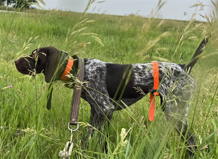 Female German Shorthair Hunting Dog For Sale