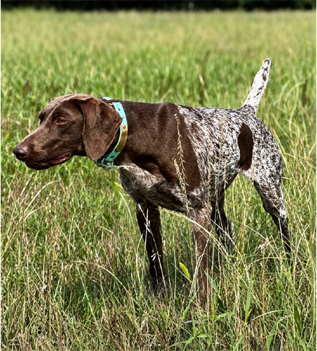 German Shorthair Hunting Dog For Sale