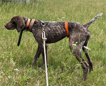 Male German Shorthair Hunting Dog For Sale