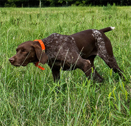 German Shorthair Hunting Dog For Sale