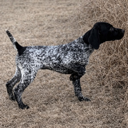 German Shorthair Hunting Dog For Sale