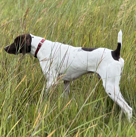 Male German Shorthaired Pointer Hunting Dog for Sale