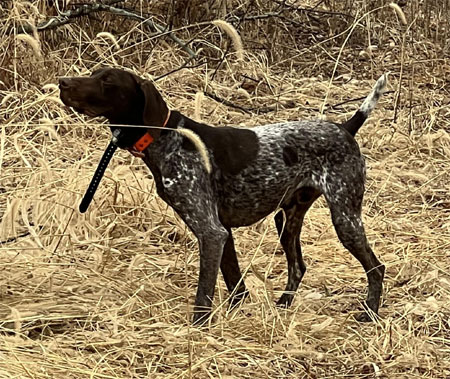 Male German Shorthair Hunting Dog For Sale