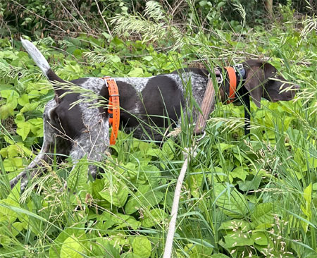 Male German Shorthair Hunting Dog For Sale
