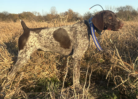 Female German Shorthair Hunting Dog For Sale