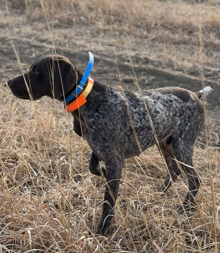 German Shorthair Hunting Dog For Sale