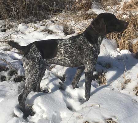 German Shorthair Dogs For Sale Outback Kennels