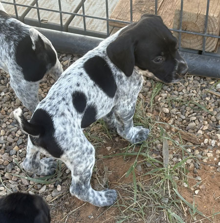 Femail German Shorthaired Hunting Puppy for Sale