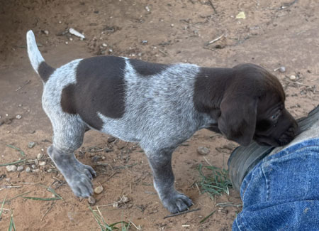 Female German Shorthaired Pointer Pup for Sale