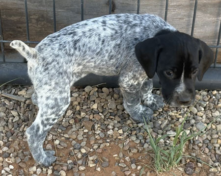 Female German Shorthaired Puppy for Sale