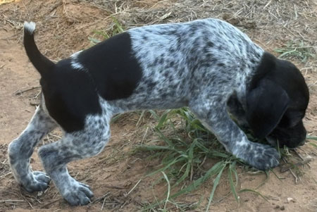 Female German Shorthaired Pointer Puppy