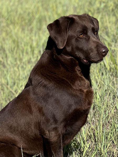 Labrador Retriever Hunting Dog For Sale