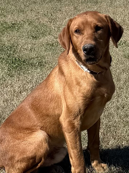 Red Labrador Retriever Hunting Dog For Sale