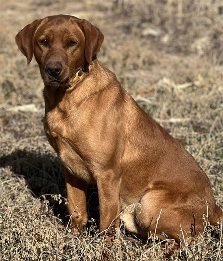 Labrador Retriever Hunting Dog For Sale