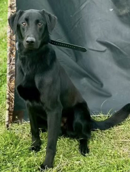 Black Labrador Retriever Hunting Dog For Sale