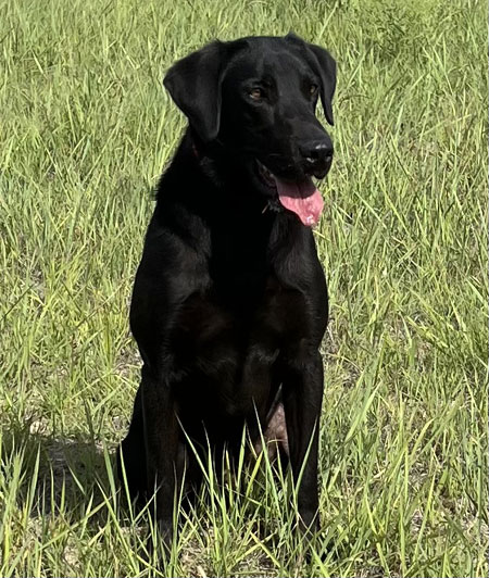 Black Labrador Retriever Hunting Dog For Sale