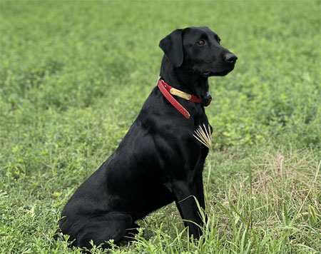 Labrador Retriever Hunting Dog For Sale