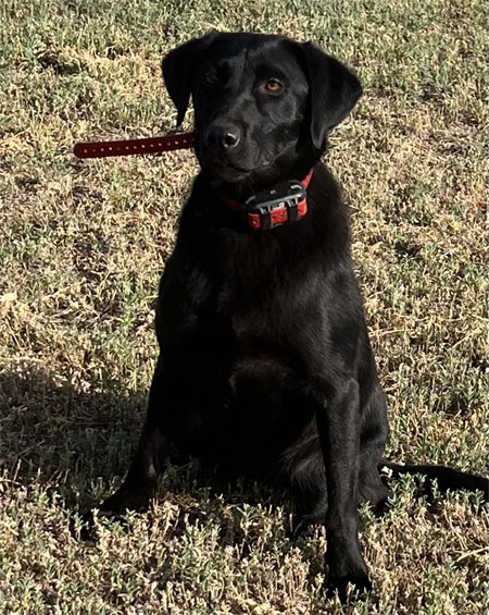Black Male Labrador Retriever Hunting Dog For Sale