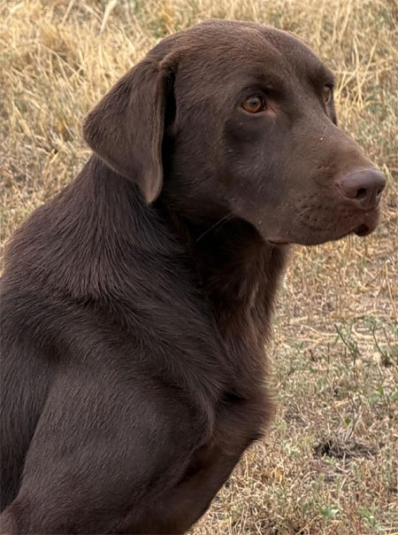Chocolate Labrador Retrieve Hunting Dog For Sale