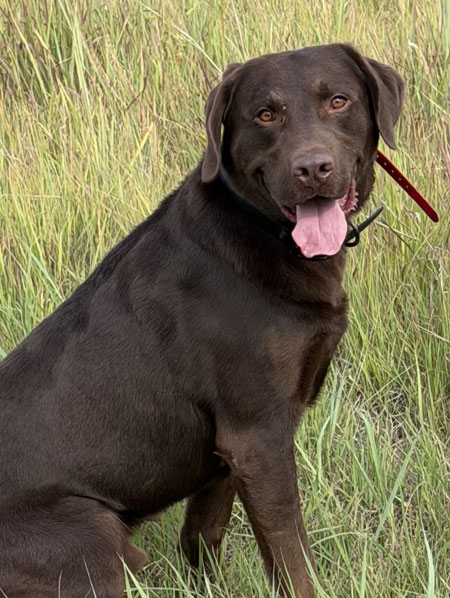 Chocolate Labrador Retriever Hunting Dog For Sale